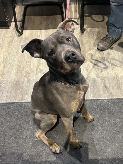 Kahlua