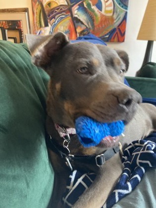 Kahlua