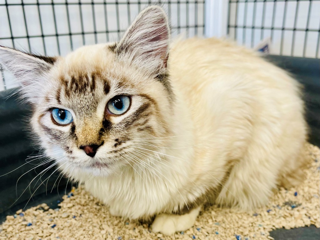Luna, an adoptable Domestic Medium Hair in Green River, WY, 82935 | Photo Image 1