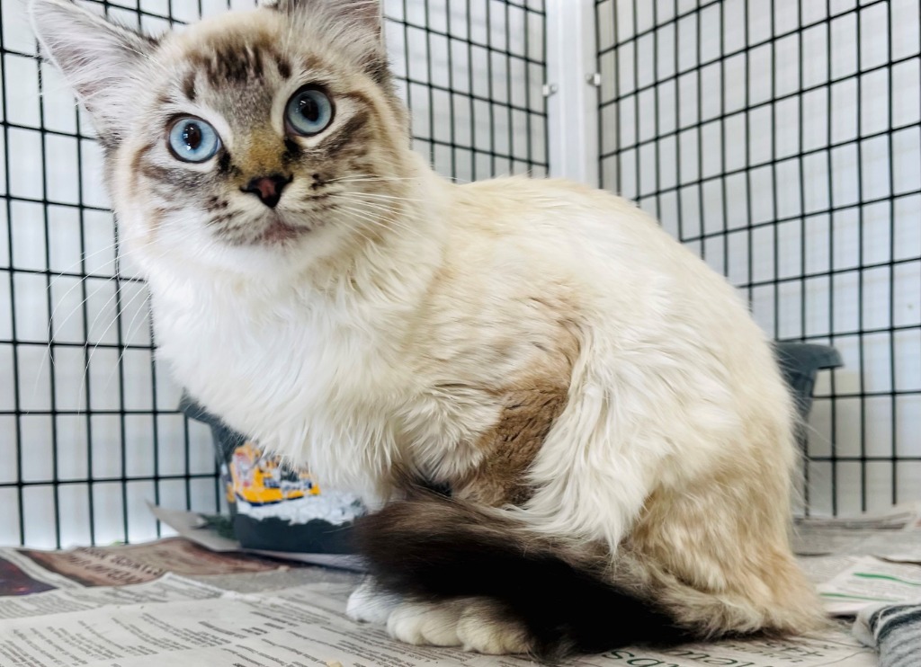 Luna, an adoptable Domestic Medium Hair in Green River, WY, 82935 | Photo Image 2