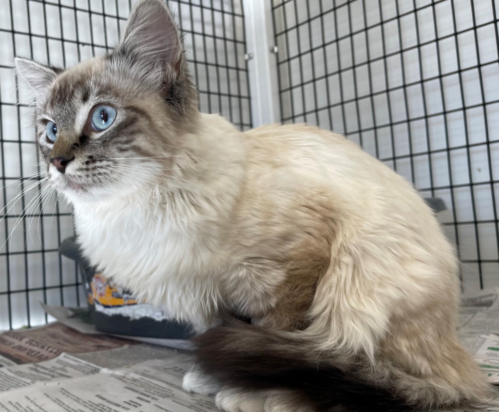 Luna, an adoptable Domestic Medium Hair in Green River, WY, 82935 | Photo Image 3