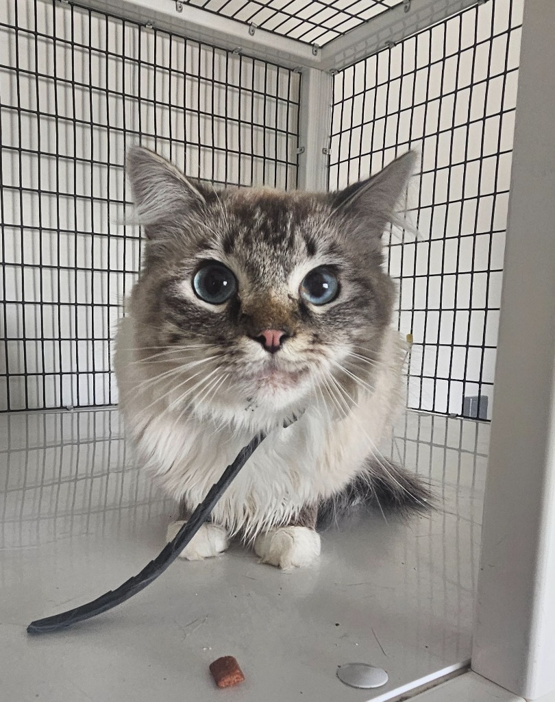 Luna, an adoptable Domestic Medium Hair in Green River, WY, 82935 | Photo Image 4