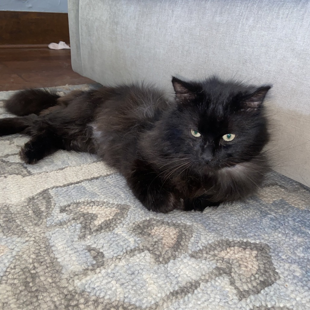 Gordon, an adoptable Domestic Long Hair in Wichita, KS, 67208 | Photo Image 1