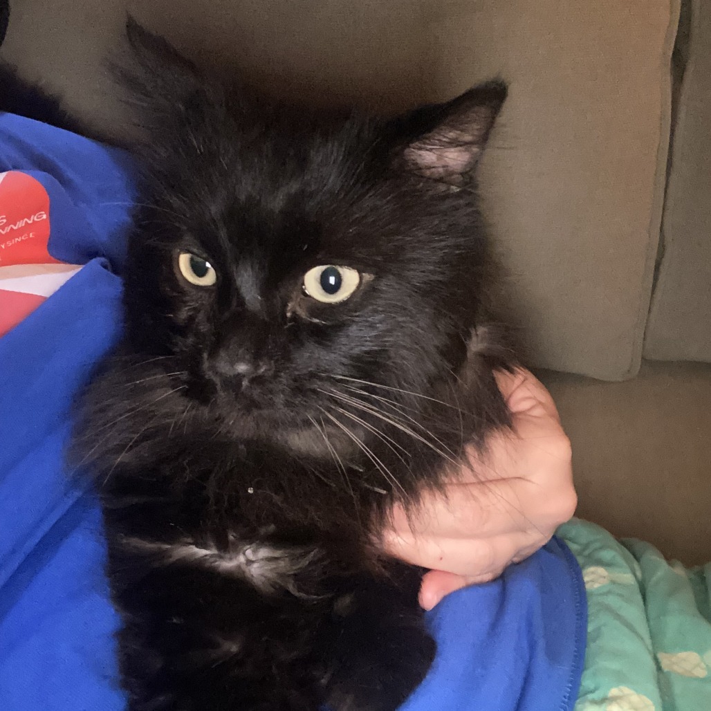 Gordon, an adoptable Domestic Long Hair in Wichita, KS, 67208 | Photo Image 2