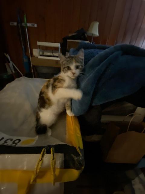 Sophia
