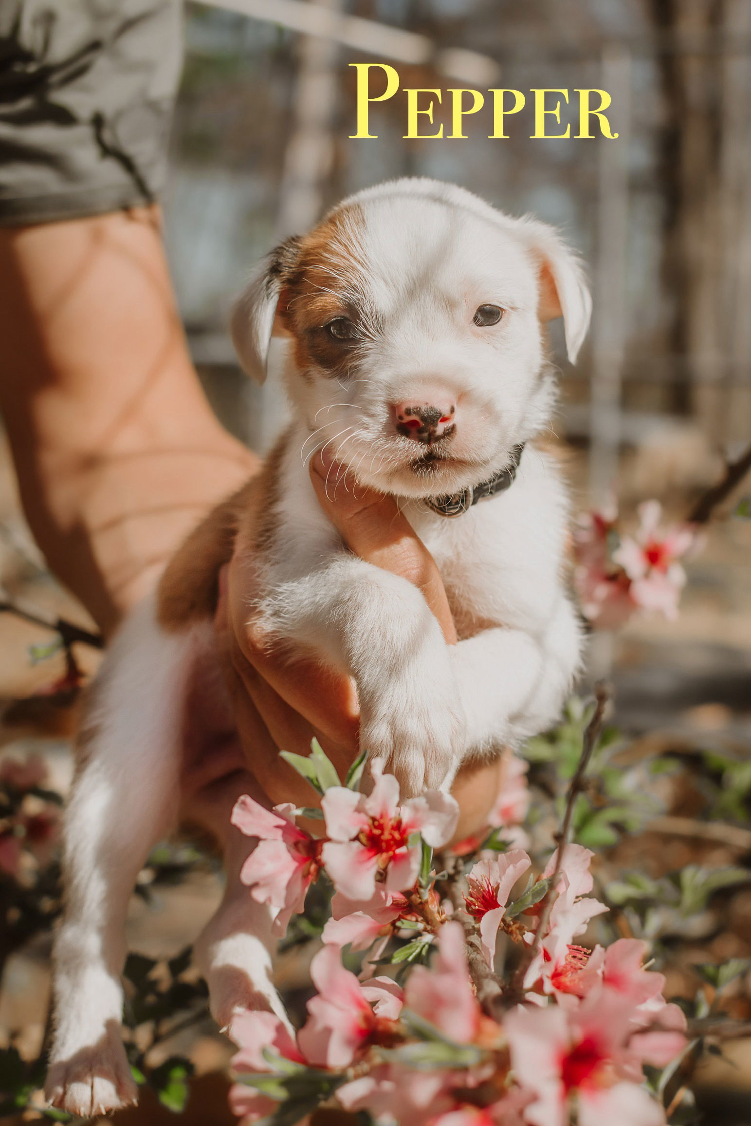 101 Dalmatians Litter: Pepper