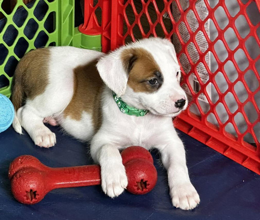 101 Dalmatians Litter: Pepper
