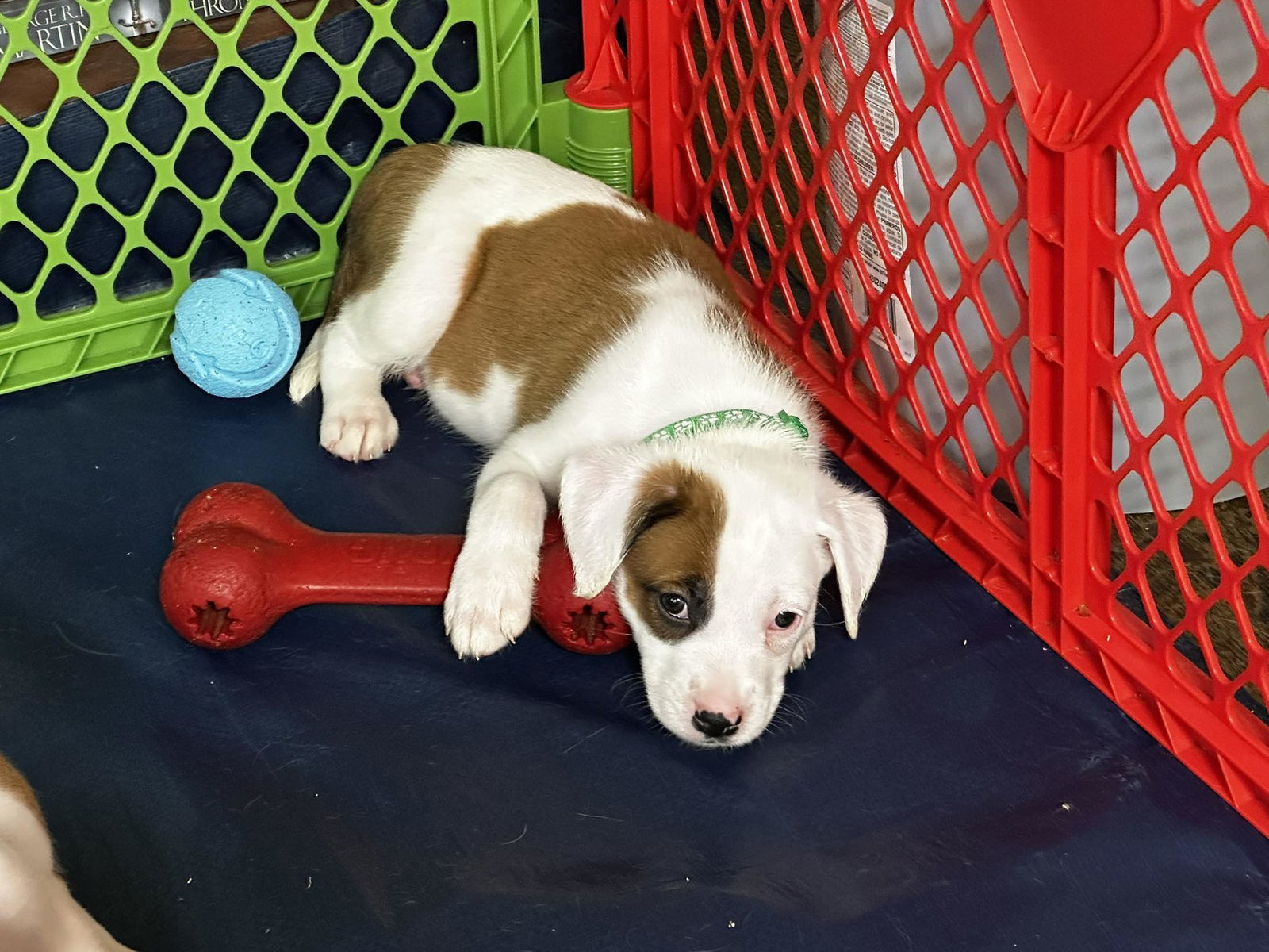 101 Dalmatians Litter: Pepper