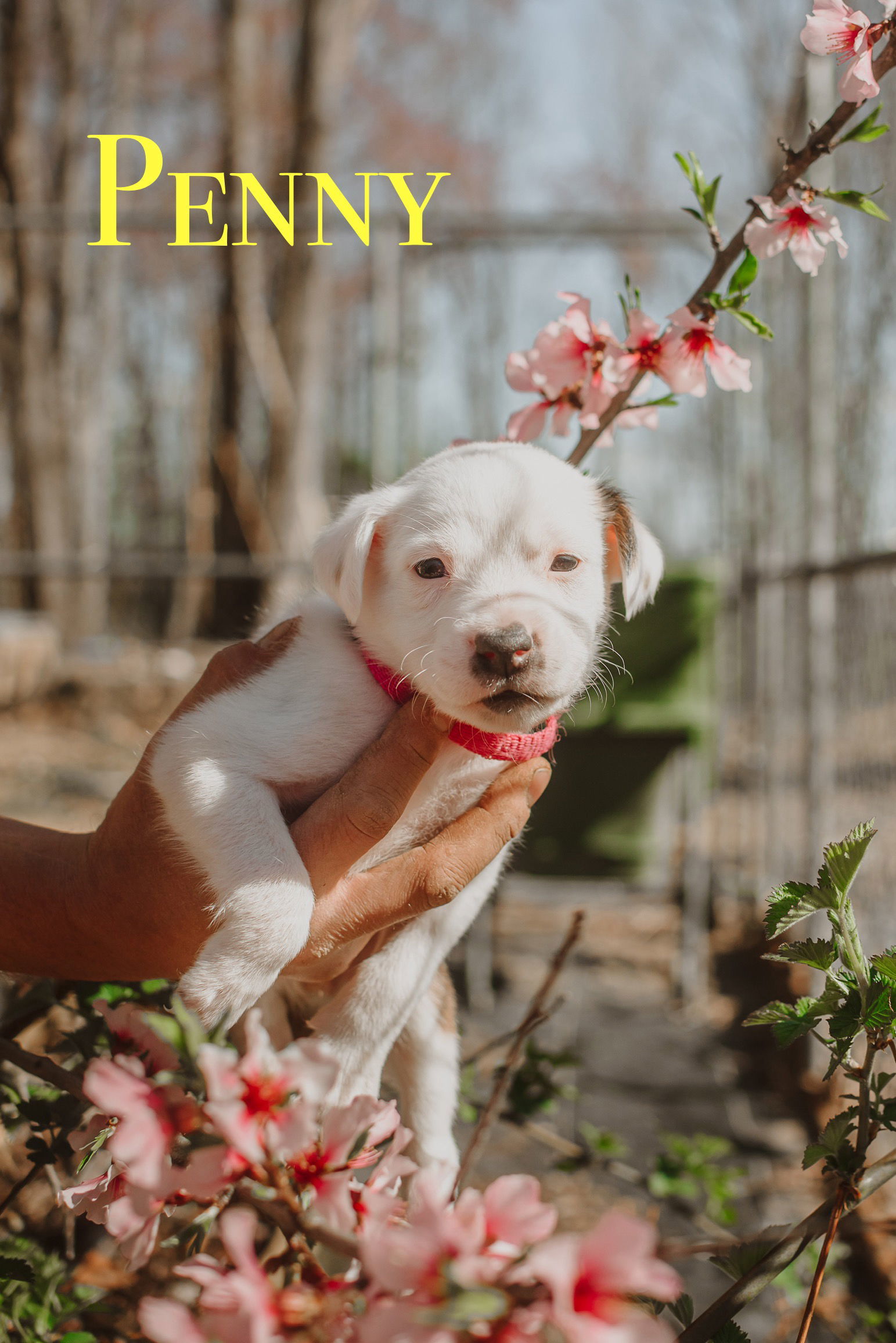 101 Dalmatians Litter: Penny