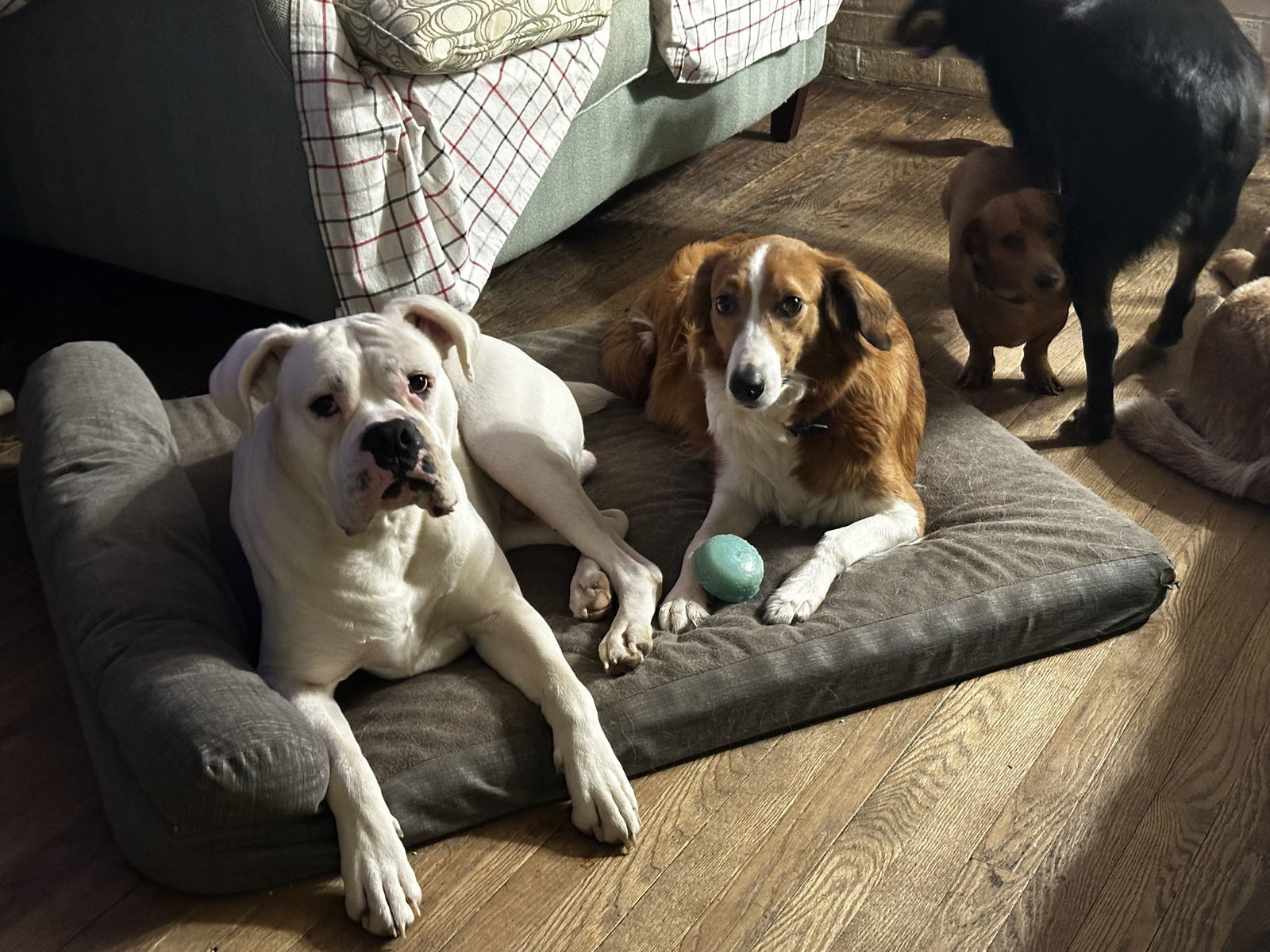 101 Dalmatians Litter: Penny