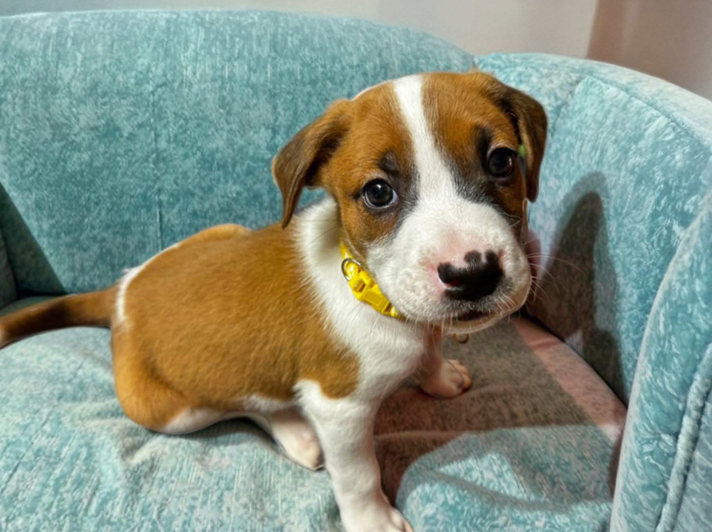 101 Dalmatians Litter: Pongo