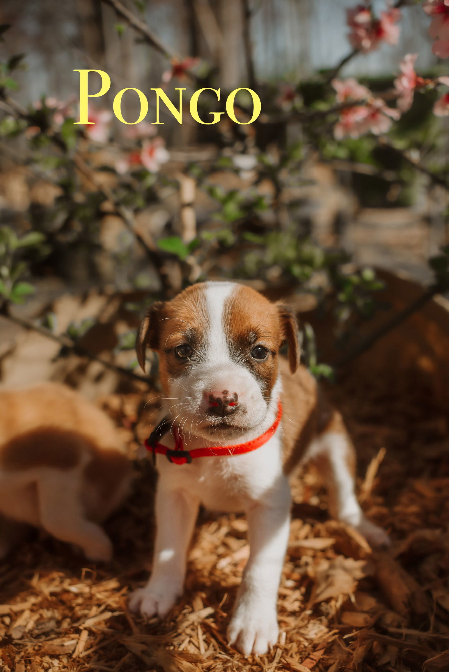 101 Dalmatians Litter: Pongo