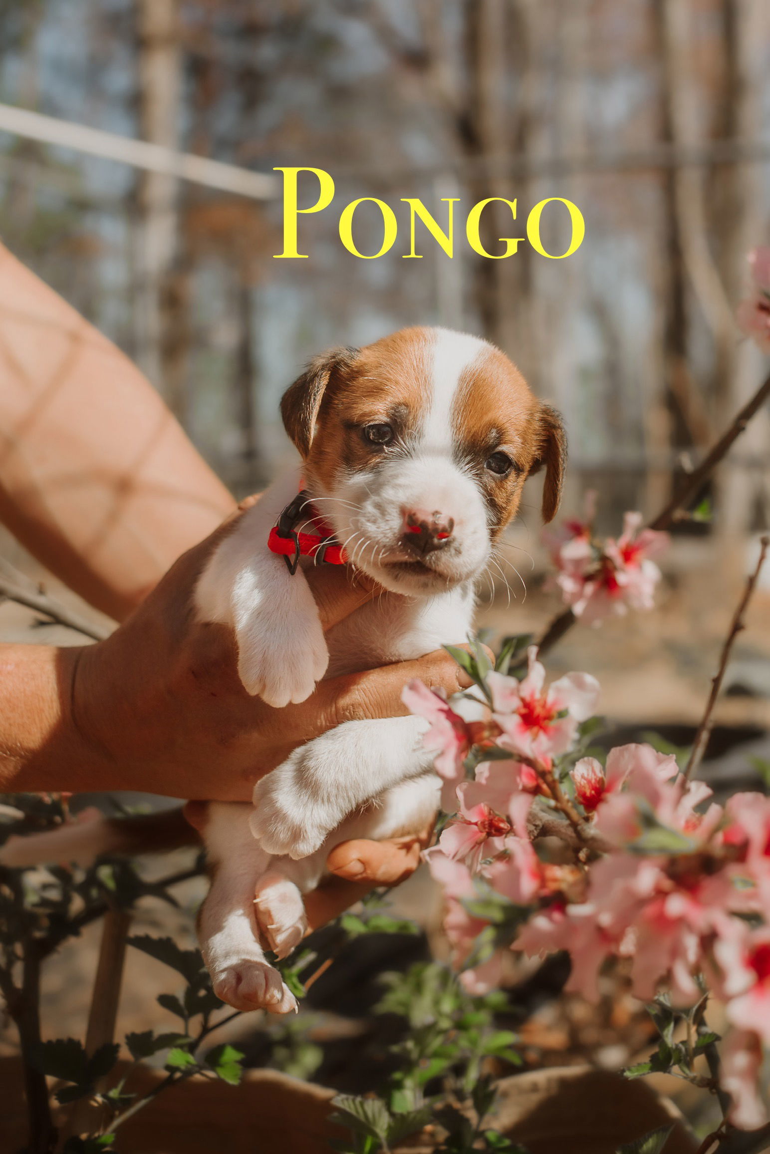 101 Dalmatians Litter: Pongo