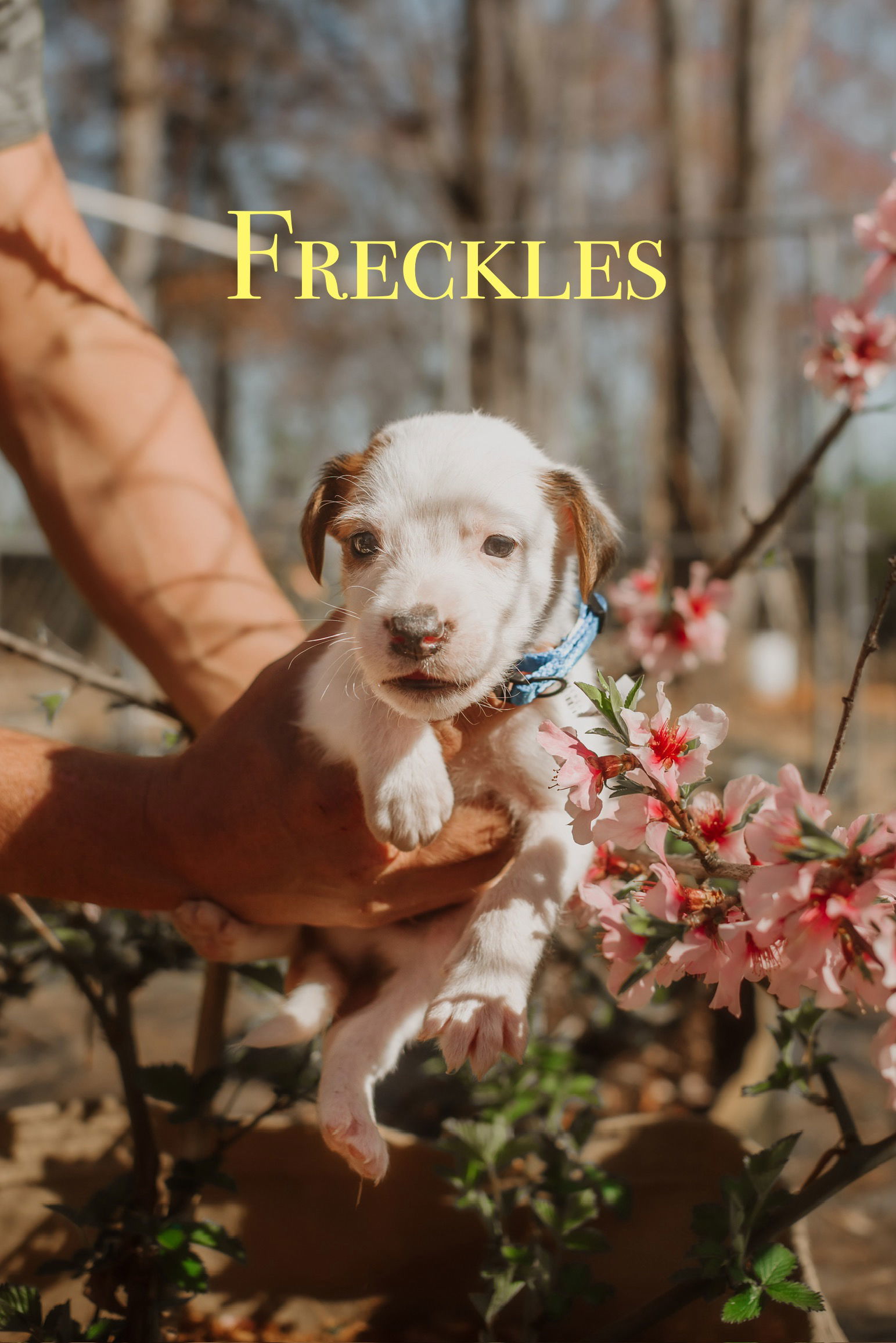 101 Dalmatians Litter: Freckles