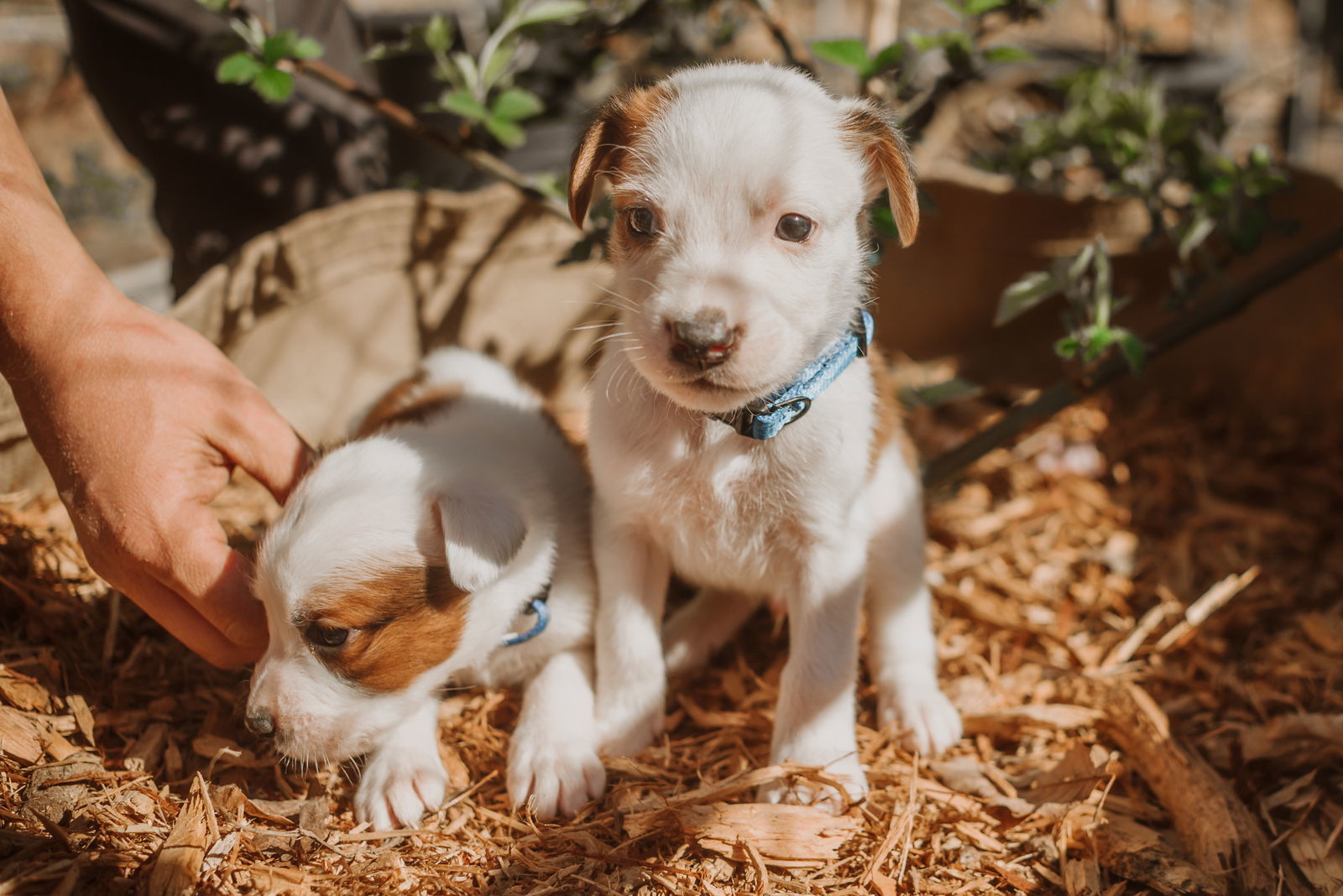 101 Dalmatians Litter: Freckles