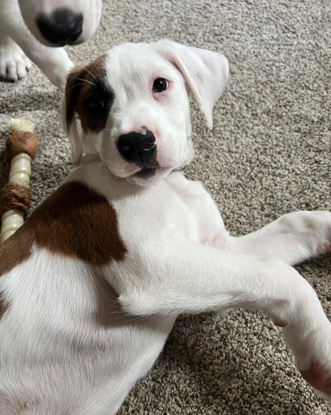 101 Dalmatians Litter: Freckles