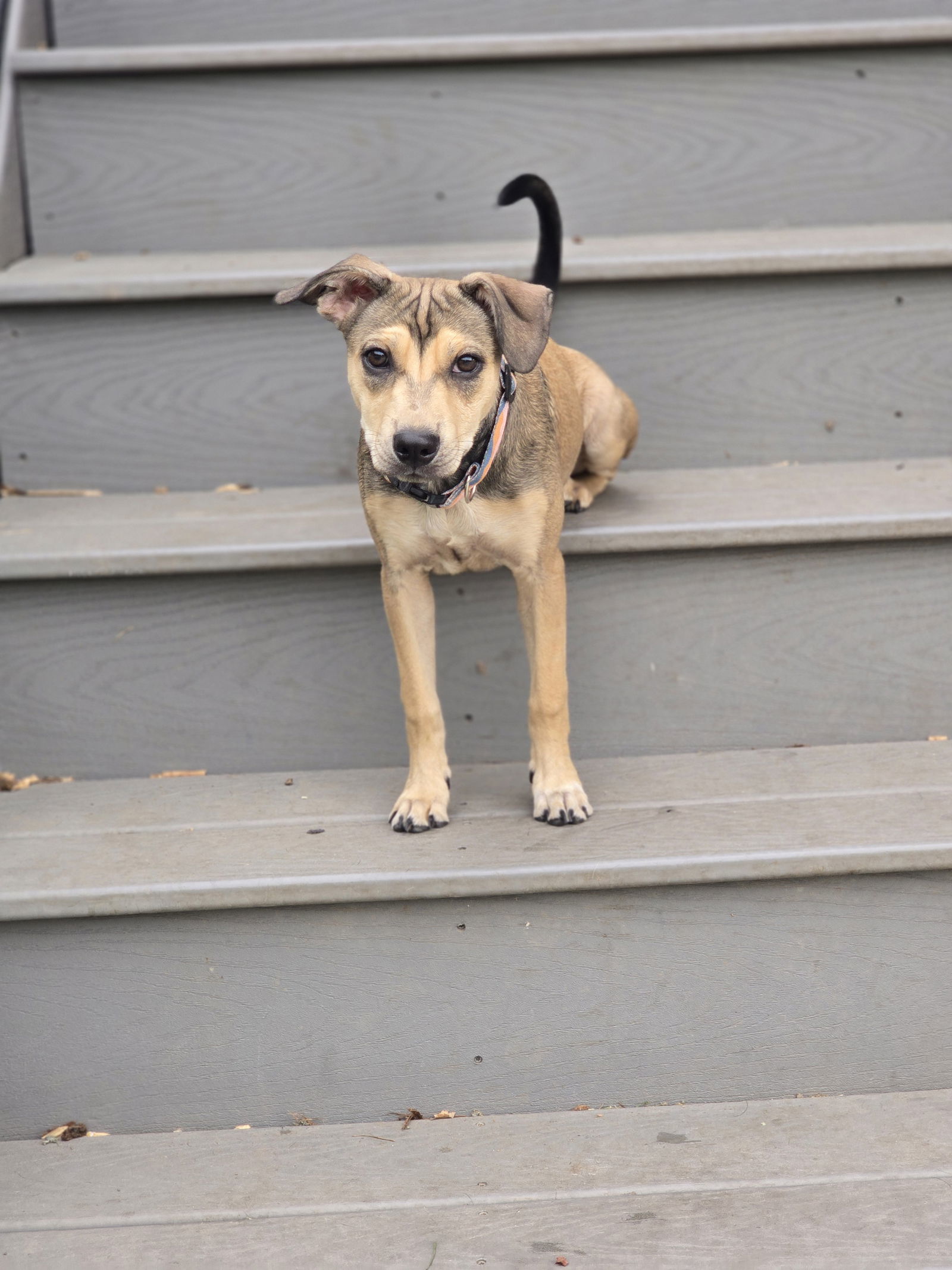 Emma, an adoptable Pit Bull Terrier, Australian Cattle Dog / Blue Heeler in Midway, UT, 84049 | Photo Image 1