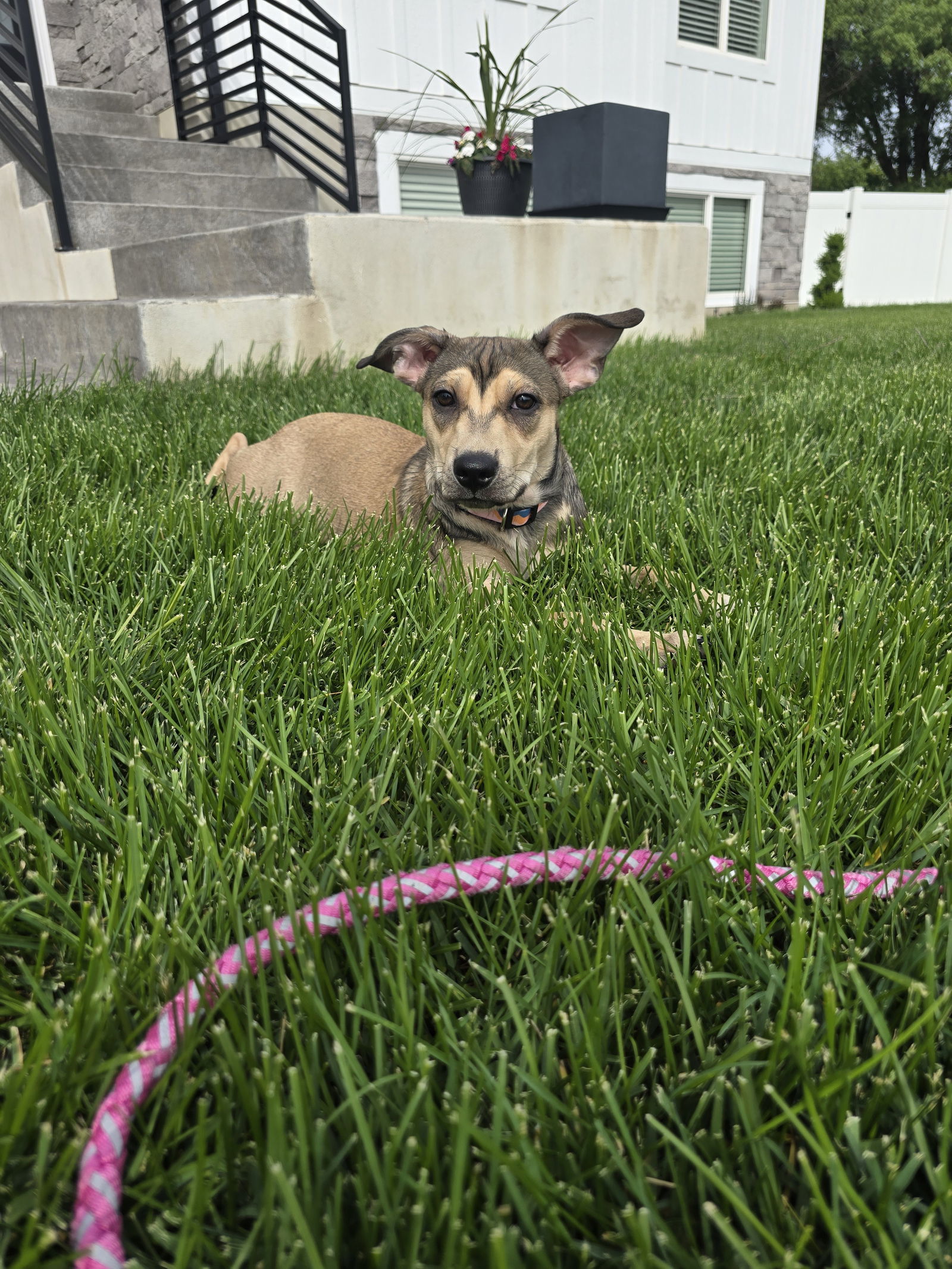 Emma, an adoptable Australian Cattle Dog / Blue Heeler, Pit Bull Terrier in Midway, UT, 84049 | Photo Image 2