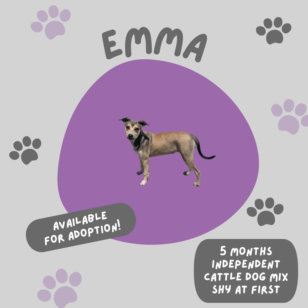 Emma, an adoptable Pit Bull Terrier, Australian Cattle Dog / Blue Heeler in Midway, UT, 84049 | Photo Image 3