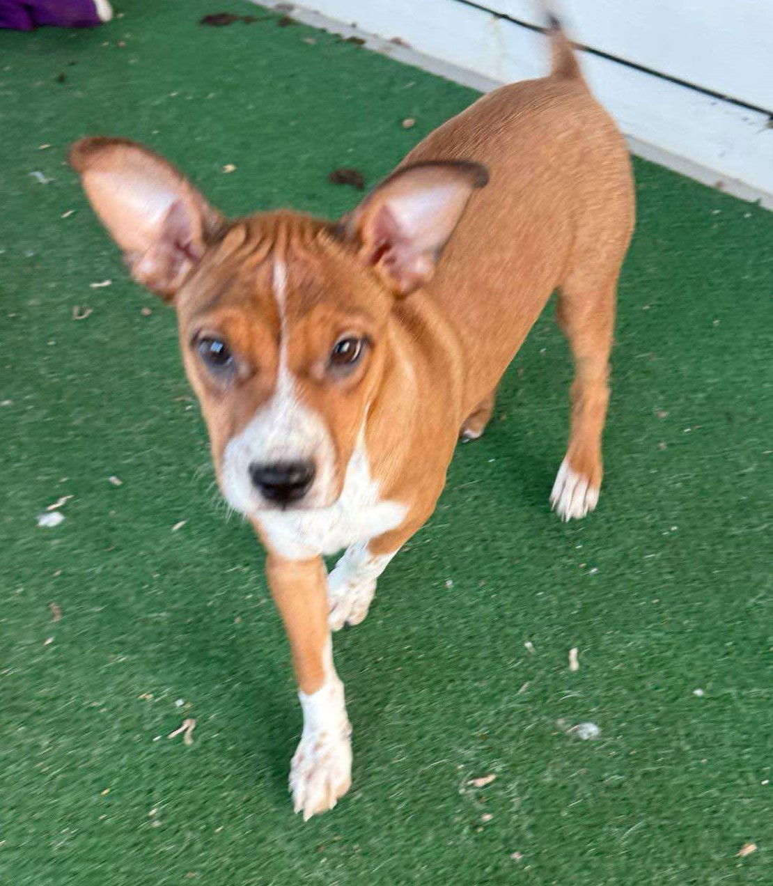 Cowboy Clyde, an adoptable Australian Cattle Dog / Blue Heeler, Pit Bull Terrier in Midway, UT, 84049 | Photo Image 2
