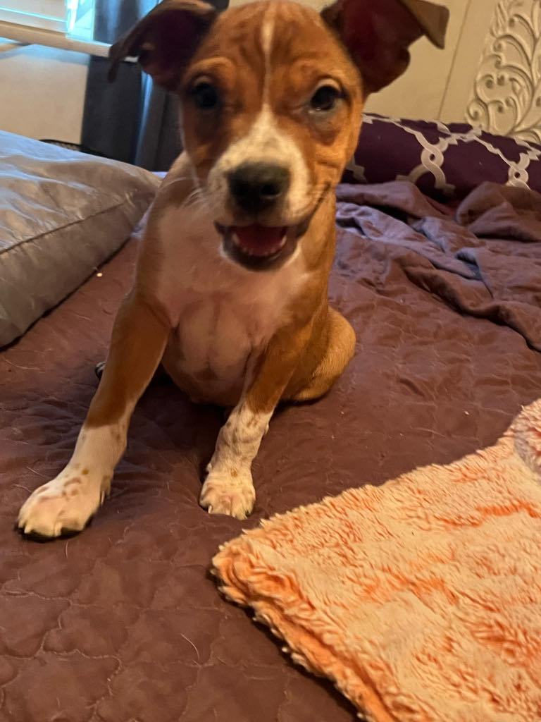 Cowboy Clyde, an adoptable Australian Cattle Dog / Blue Heeler, Pit Bull Terrier in Midway, UT, 84049 | Photo Image 3