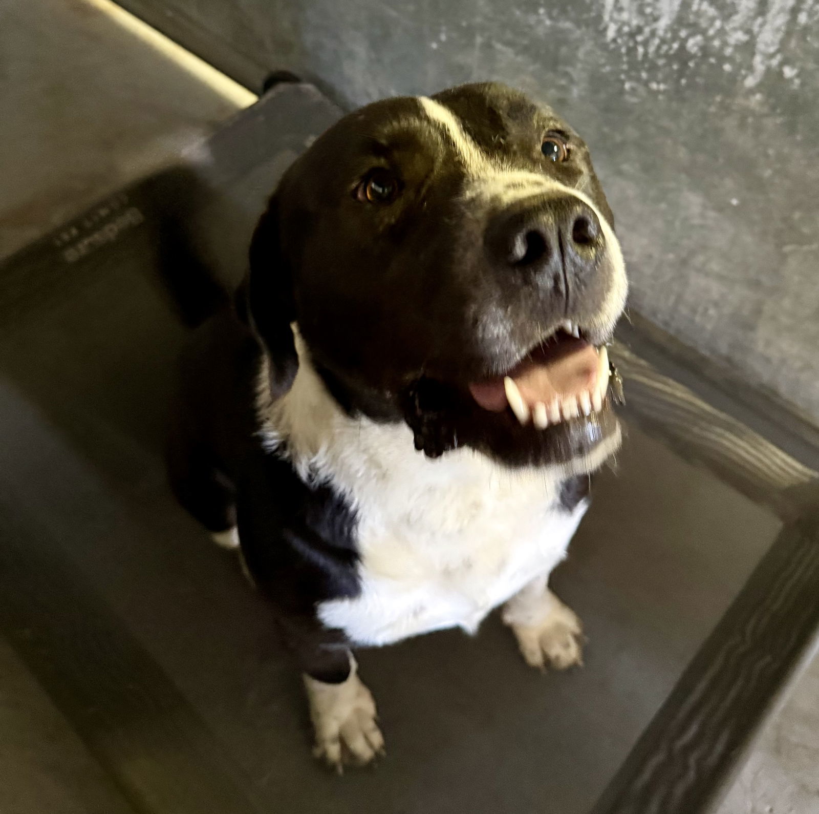 Hutch MO, an adoptable Labrador Retriever, American Staffordshire Terrier in Midway, UT, 84049 | Photo Image 1