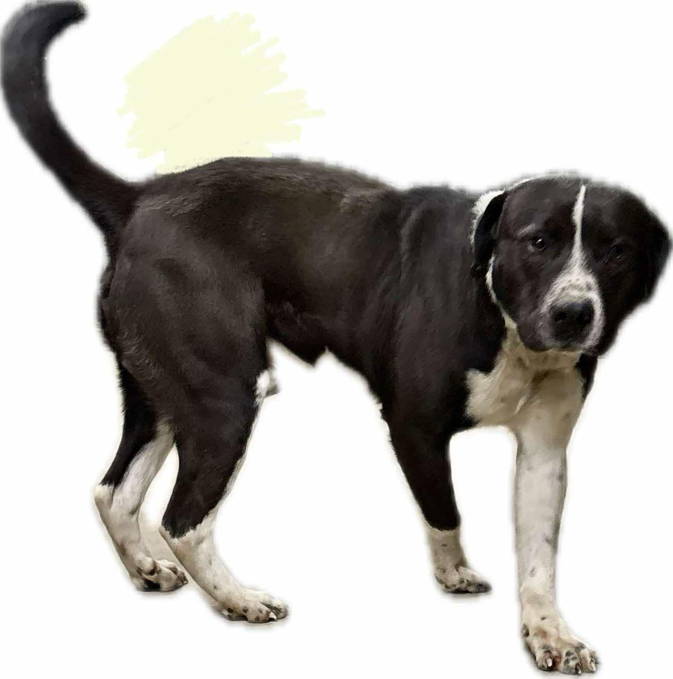 Hutch MO, an adoptable Labrador Retriever, American Staffordshire Terrier in Midway, UT, 84049 | Photo Image 2