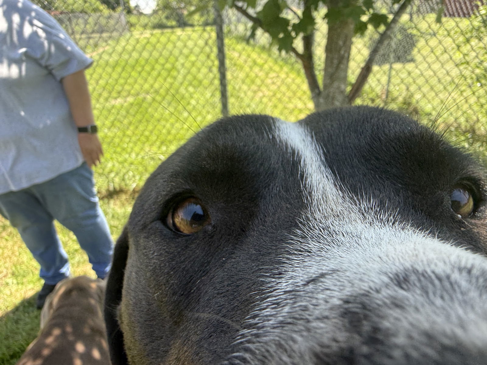 Hutch MO, an adoptable Labrador Retriever, American Staffordshire Terrier in Midway, UT, 84049 | Photo Image 3