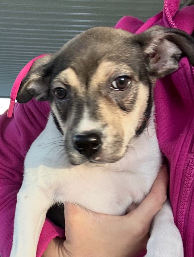 Chloe the Cow, an adoptable Pit Bull Terrier, Australian Cattle Dog / Blue Heeler in Midway, UT, 84049 | Photo Image 1