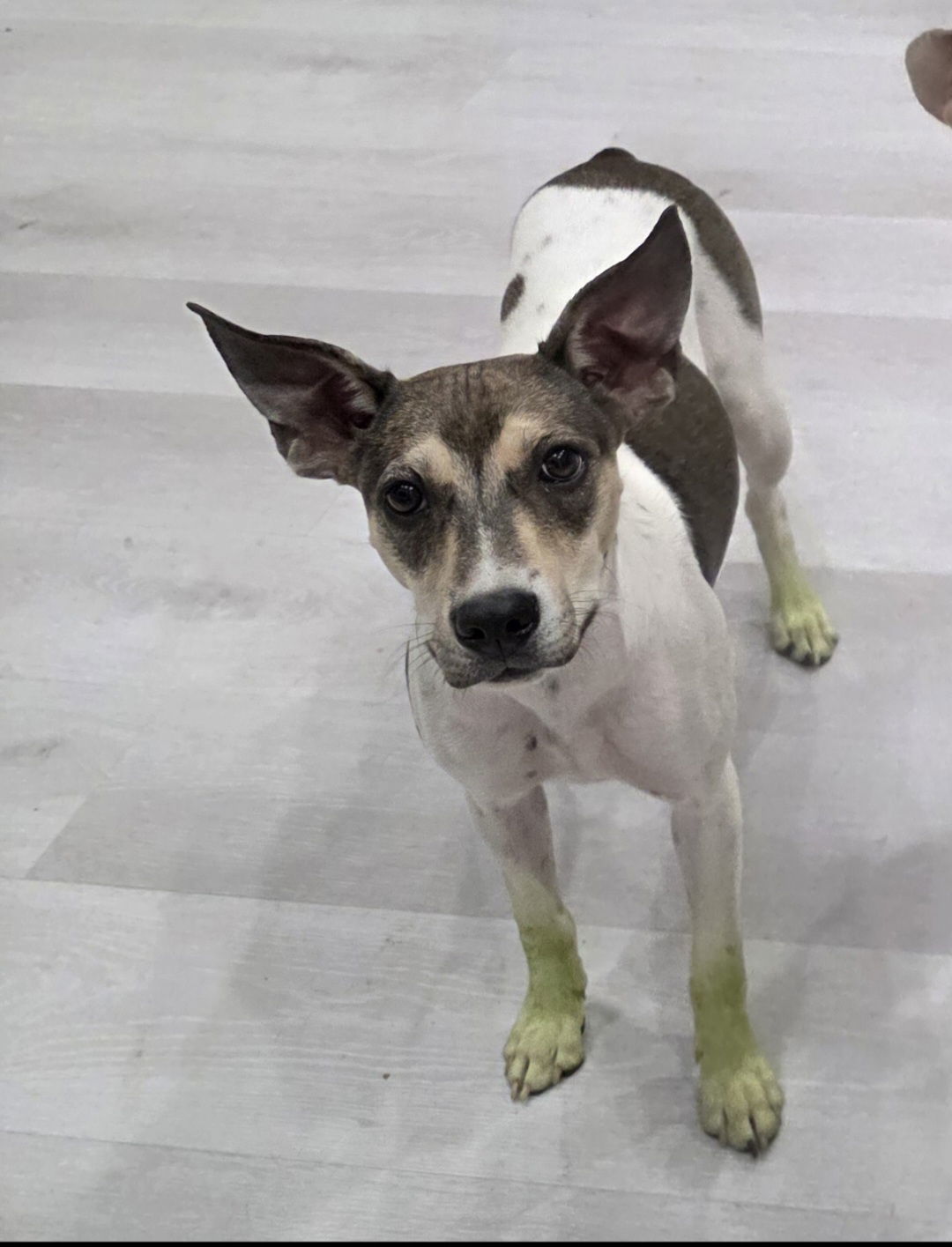 Chloe the Cow, an adoptable Pit Bull Terrier, Australian Cattle Dog / Blue Heeler in Midway, UT, 84049 | Photo Image 1