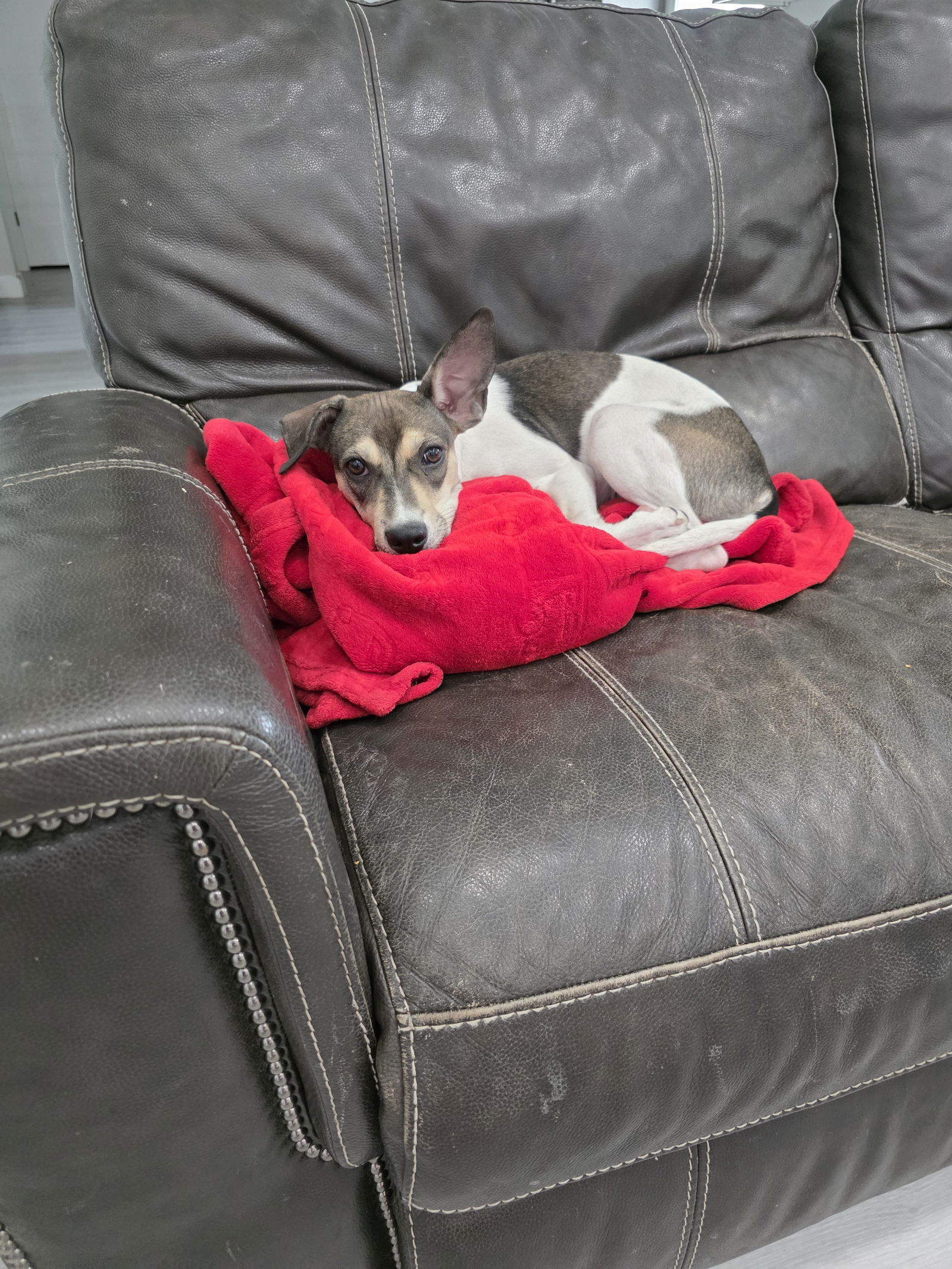 Chloe the Cow, an adoptable Pit Bull Terrier, Australian Cattle Dog / Blue Heeler in Midway, UT, 84049 | Photo Image 2