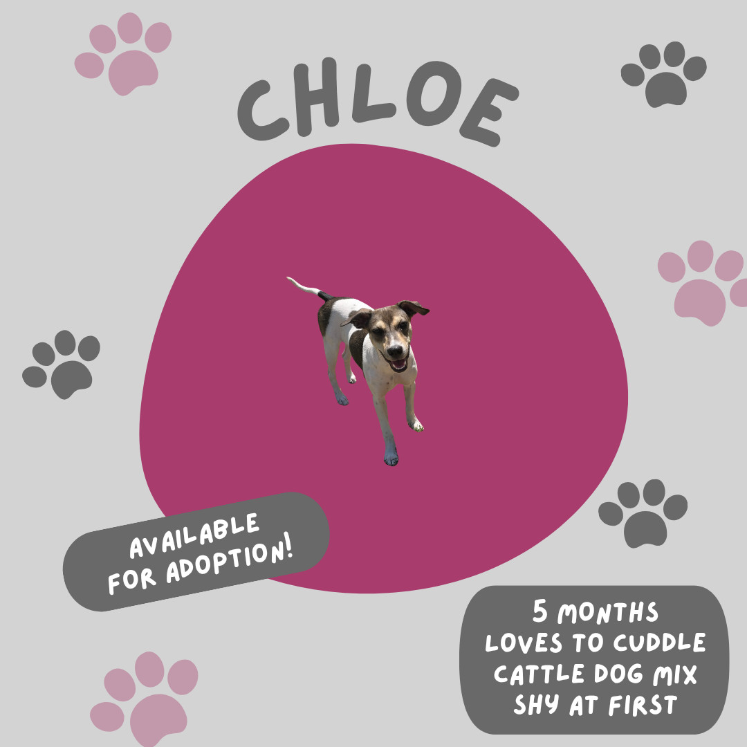 Chloe the Cow, an adoptable Australian Cattle Dog / Blue Heeler, Pit Bull Terrier in Midway, UT, 84049 | Photo Image 3