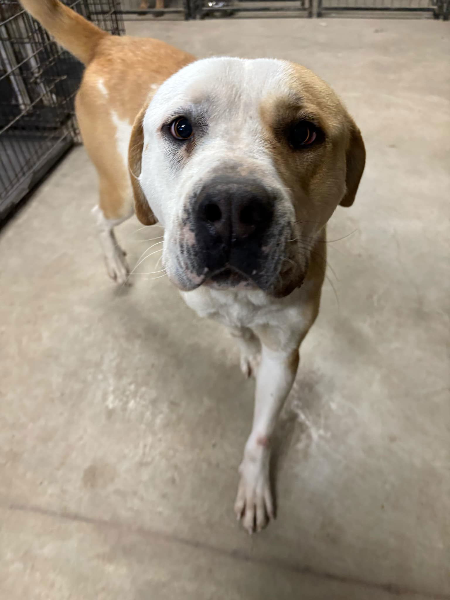 Starsky, an adoptable Labrador Retriever, American Staffordshire Terrier in Midway, UT, 84049 | Photo Image 1