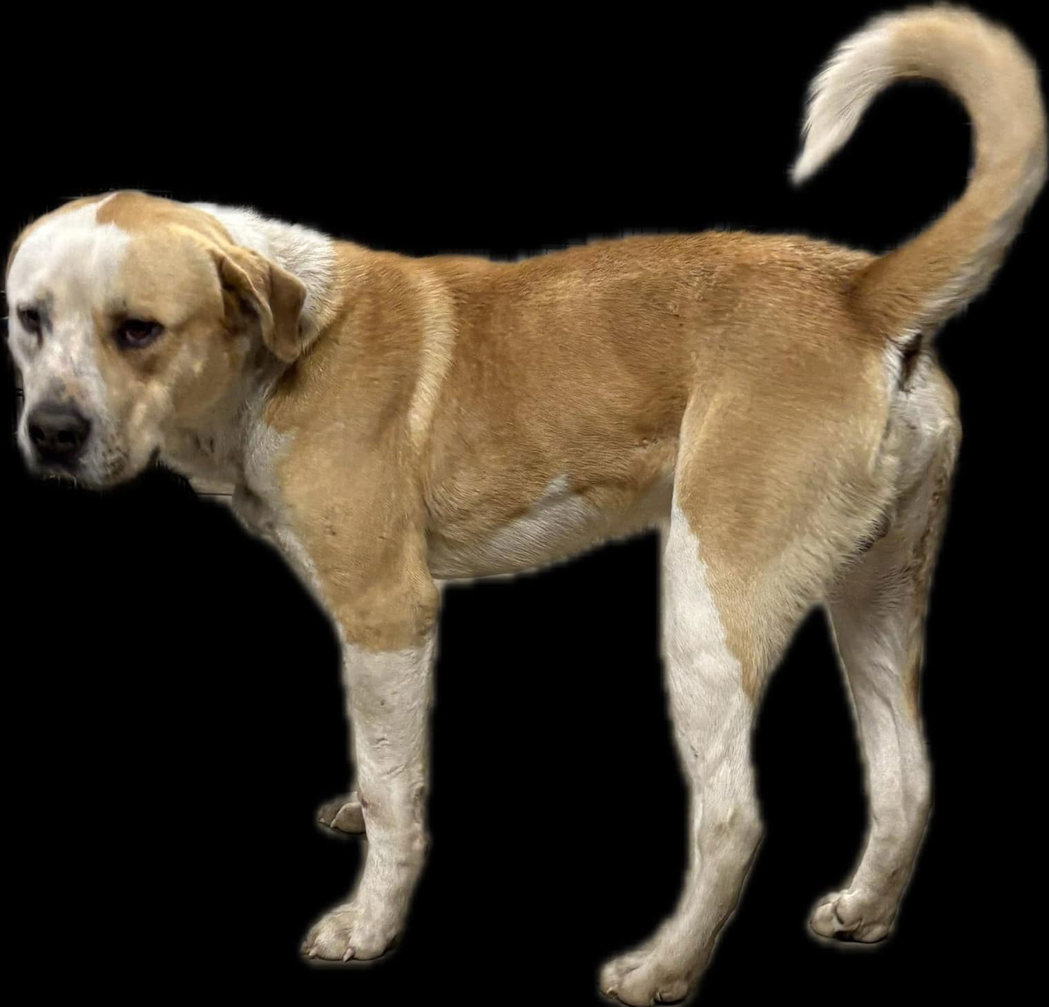 Starsky, an adoptable Labrador Retriever, American Staffordshire Terrier in Midway, UT, 84049 | Photo Image 2