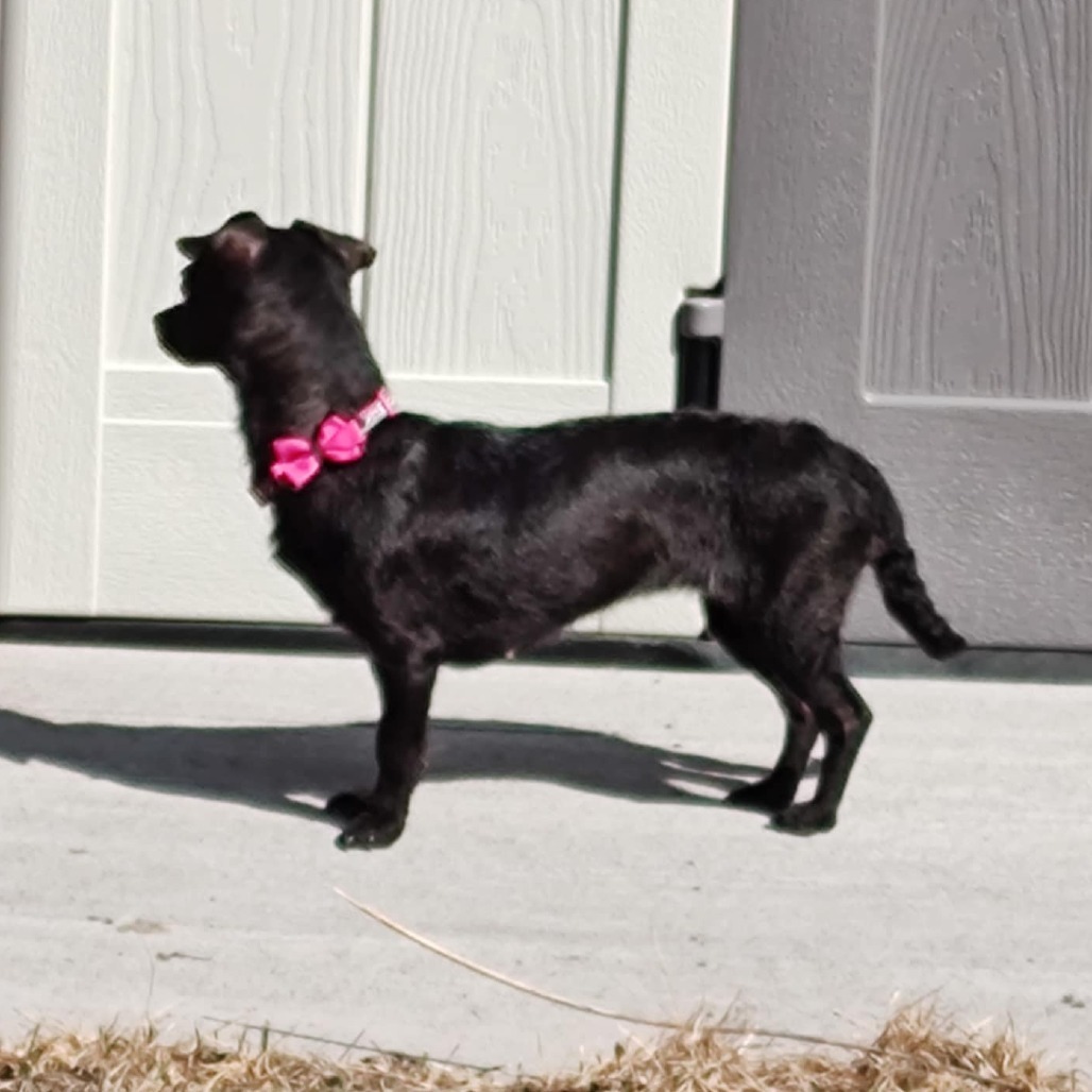 Pepper