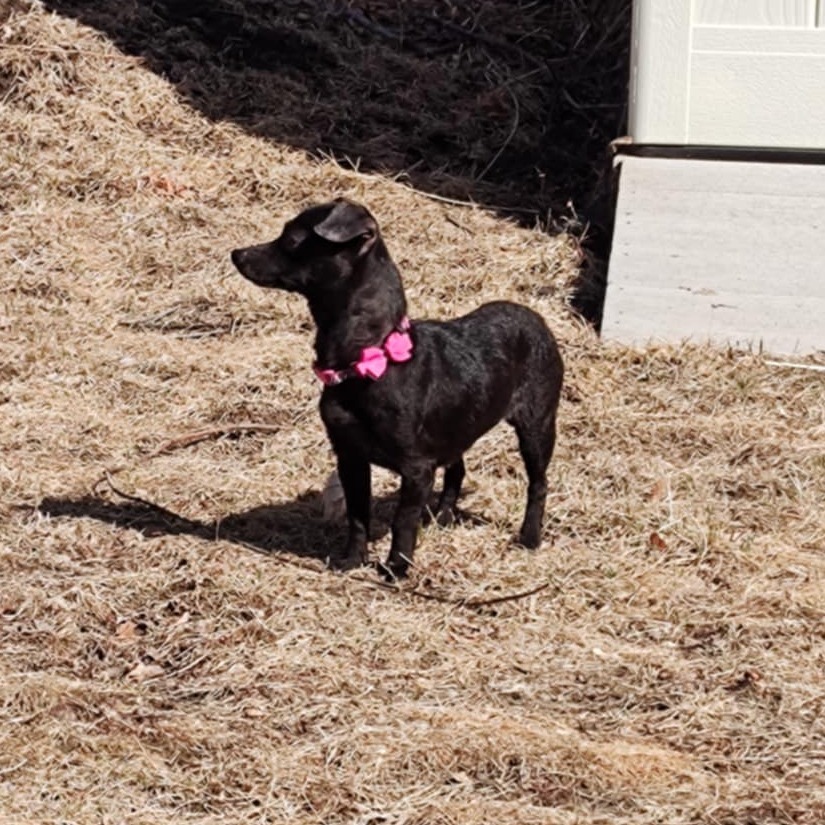 Pepper