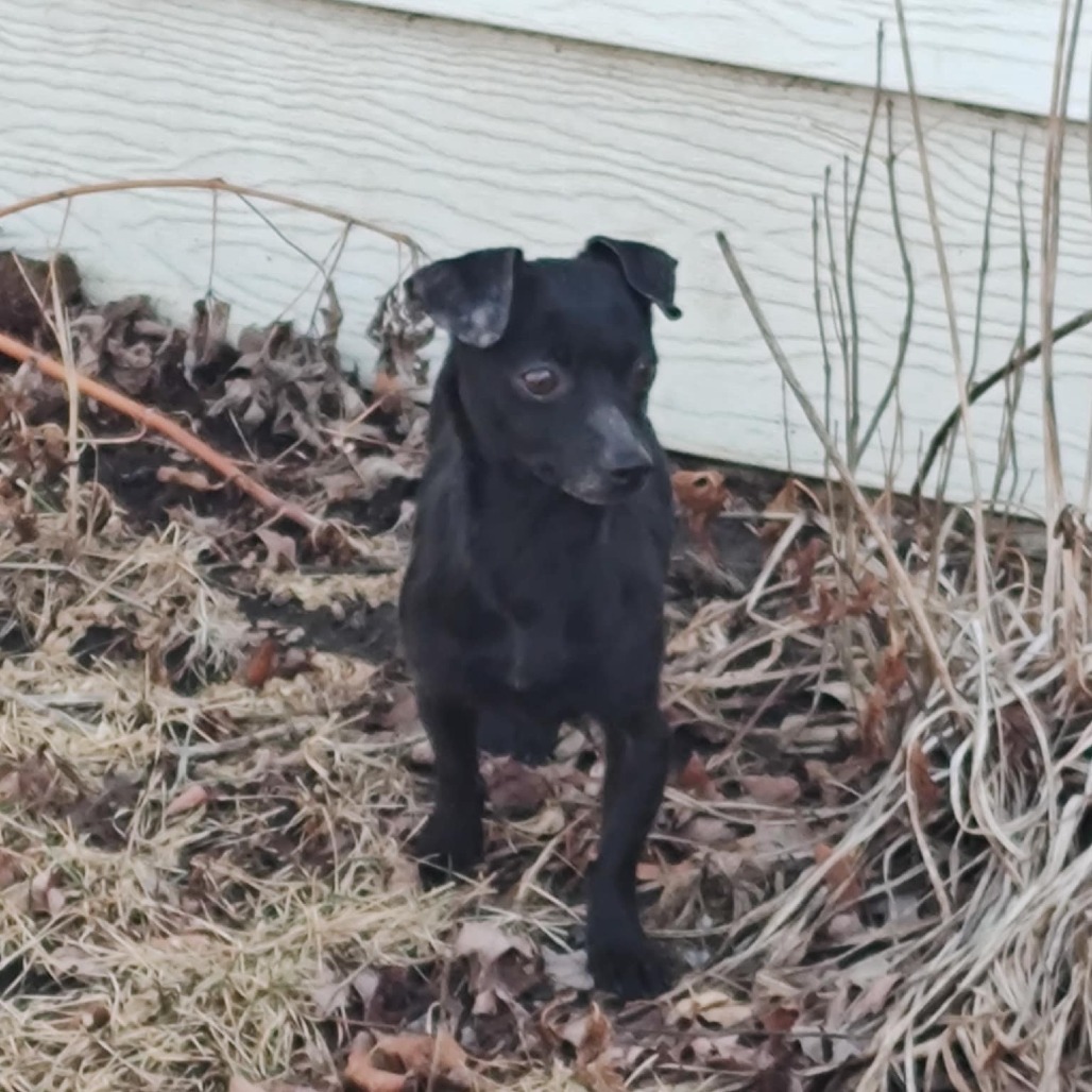Pepper