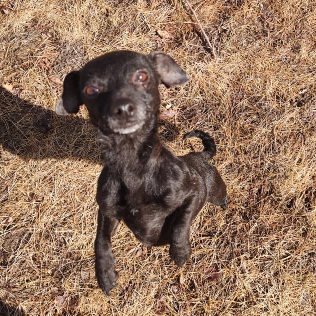 Pepper
