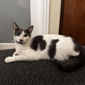 Adoption Fee 100 Hi my name is Thyme and I am a sweet and loving grey and white young man