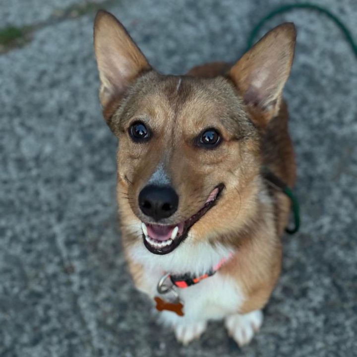 Peanut 1