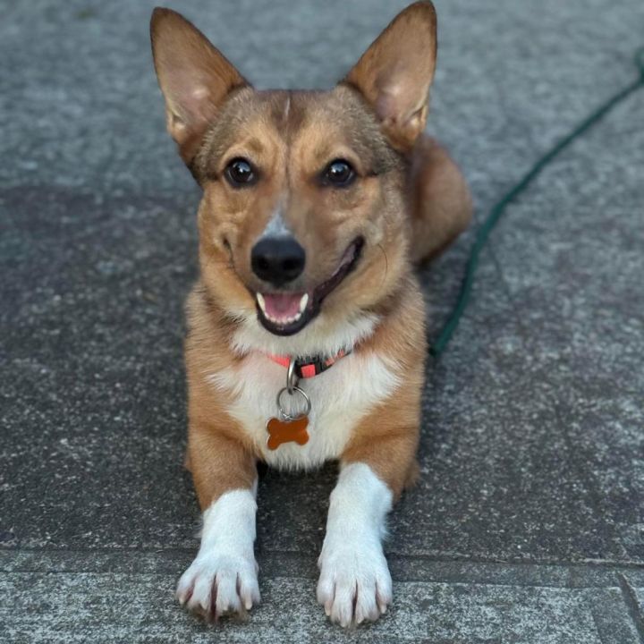 Peanut 2