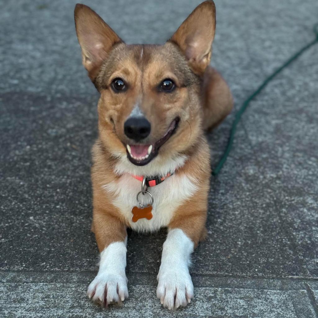 Peanut, an adoptable Corgi, Mixed Breed in Bend, OR, 97702 | Photo Image 2