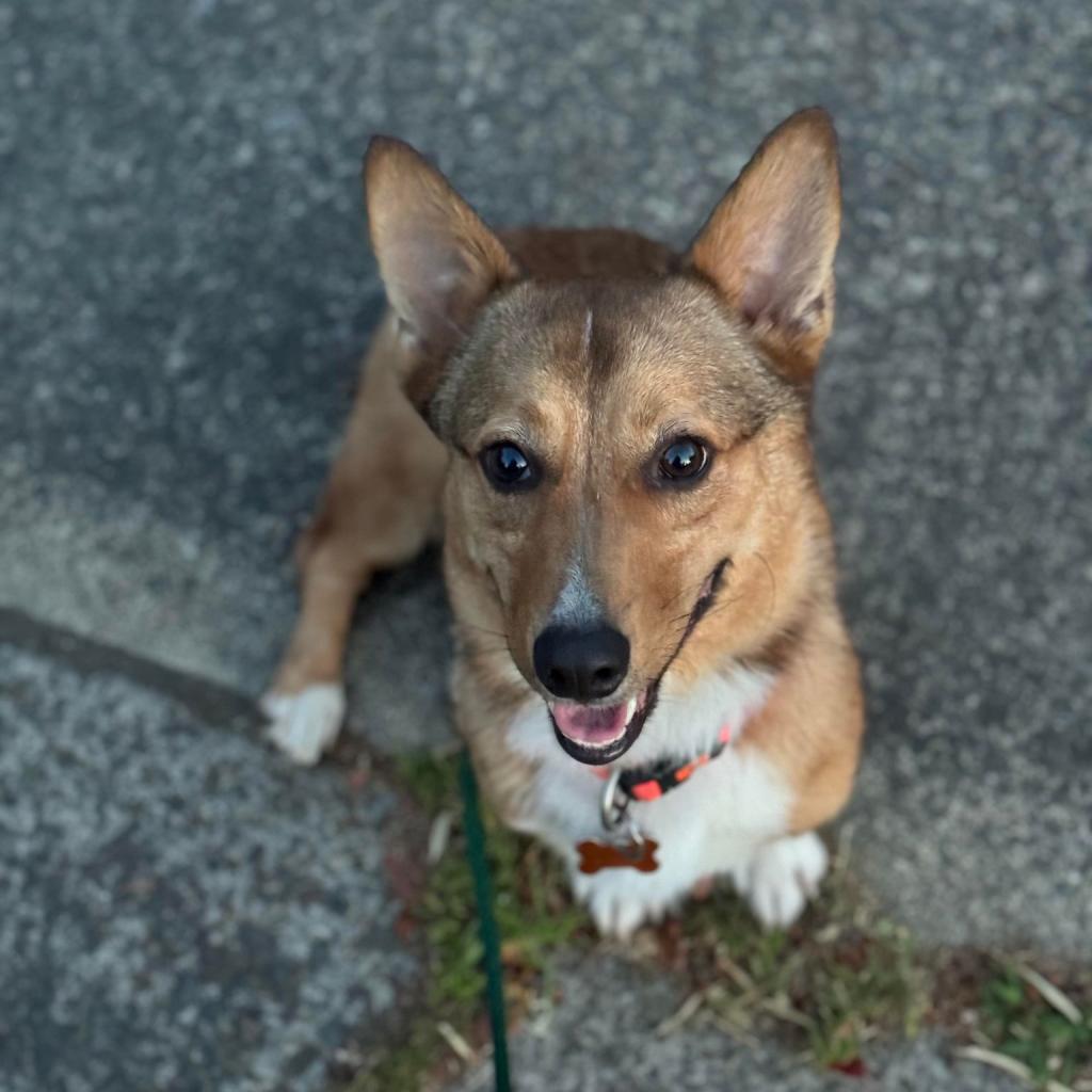 Peanut, an adoptable Corgi, Mixed Breed in Bend, OR, 97702 | Photo Image 3