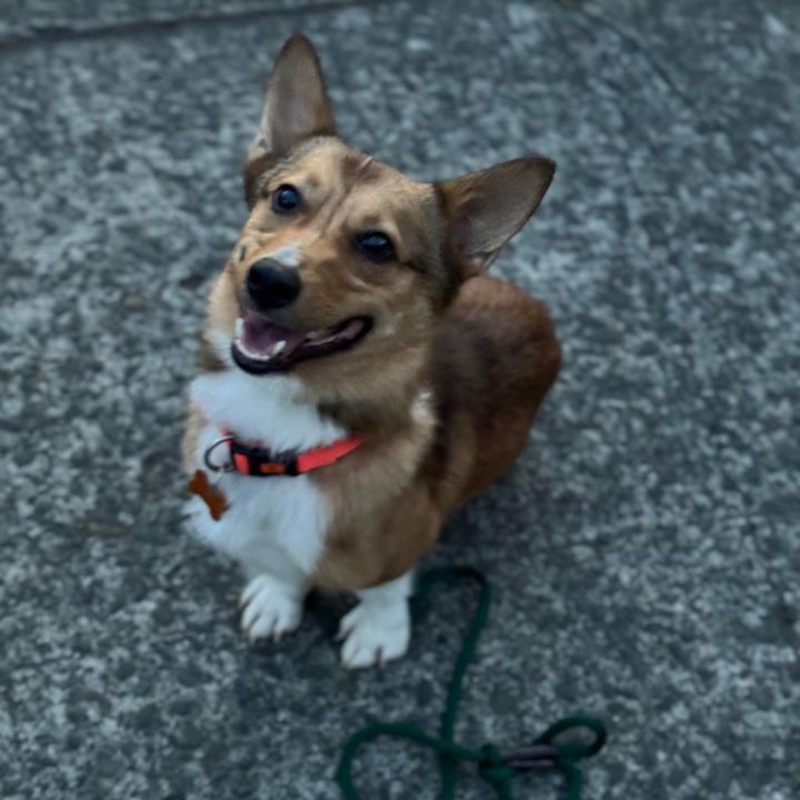 Peanut 4