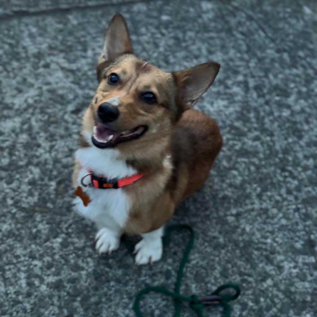 Peanut, an adoptable Corgi, Mixed Breed in Bend, OR, 97702 | Photo Image 4