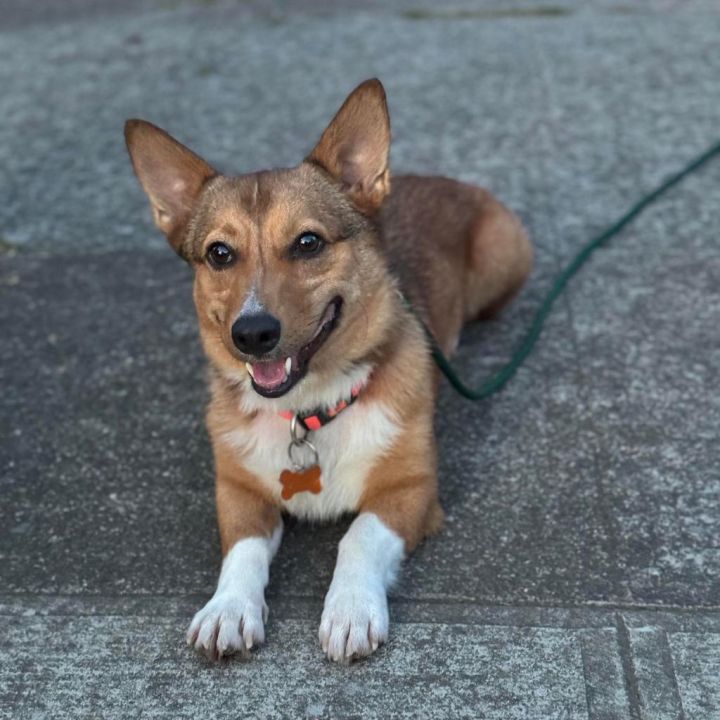 Peanut 5