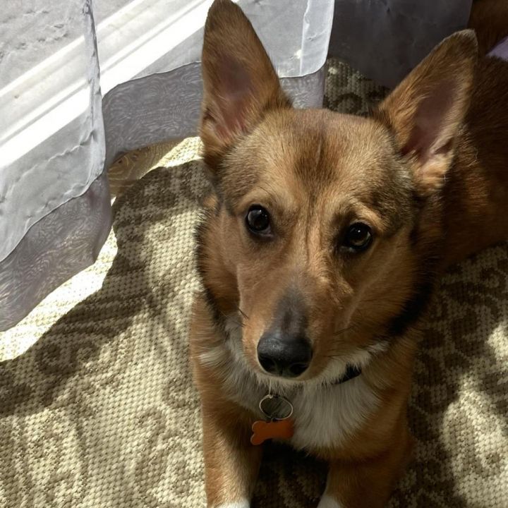 Peanut 6