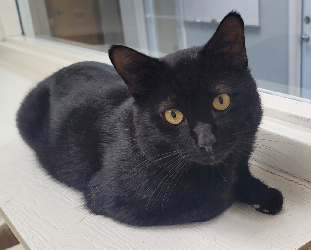 Cornelius