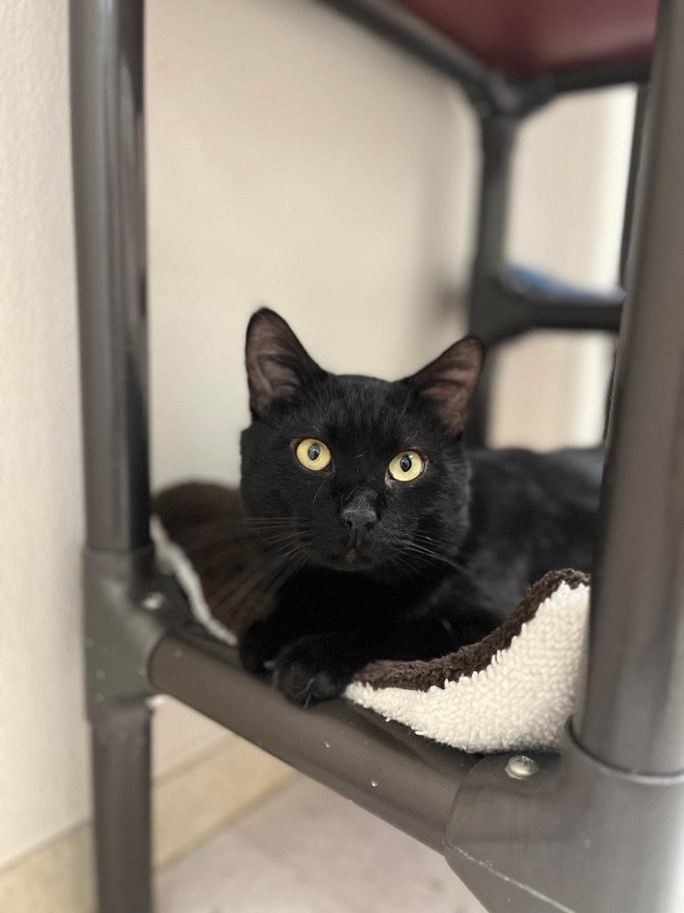 Cornelius