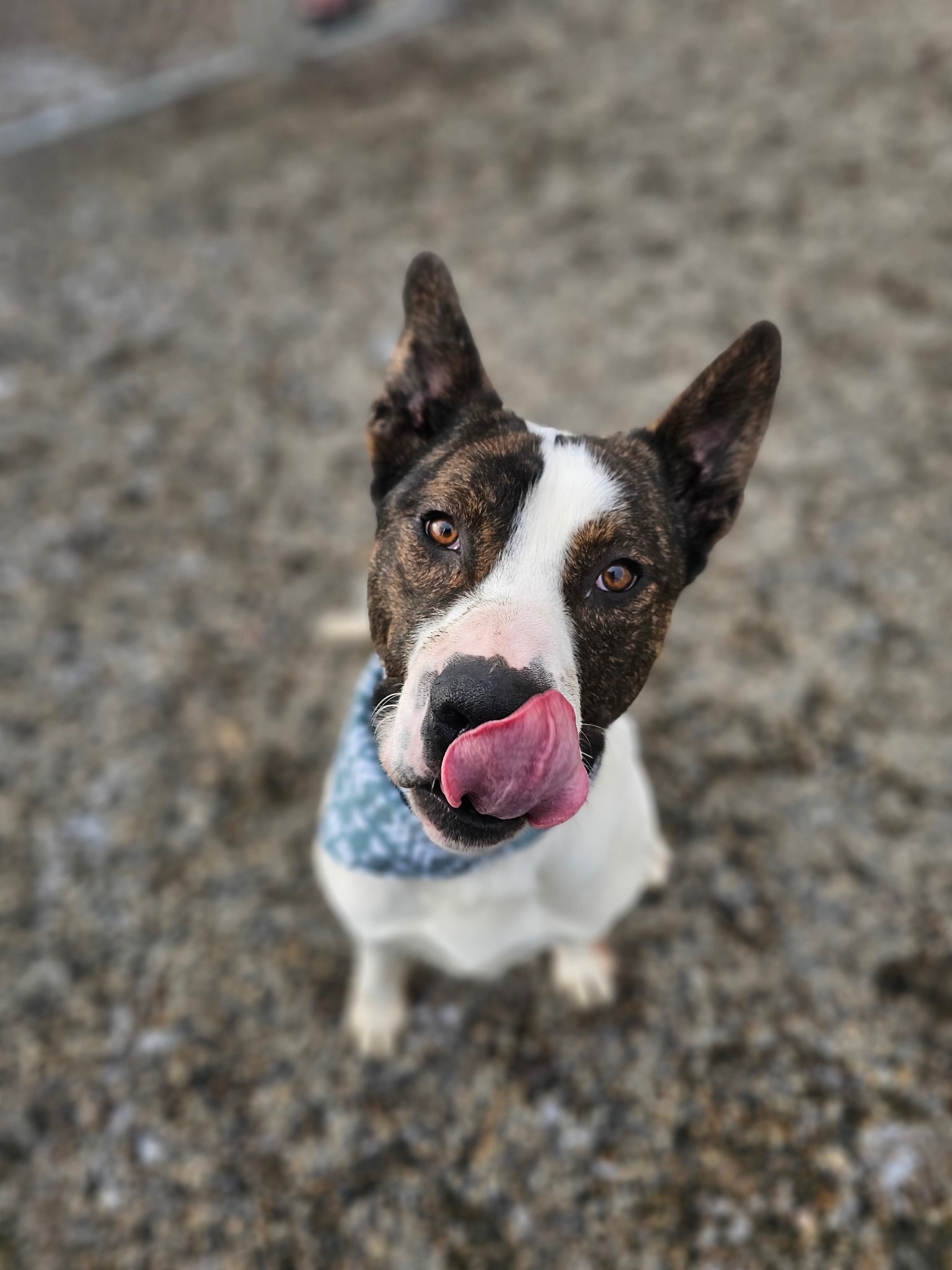 Odin, an adoptable Bull Terrier in Jerome, ID, 83338 | Photo Image 1
